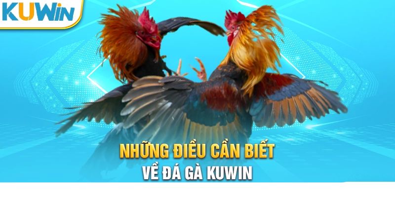 Đá gà Kuwin cá cược đầy cuốn hút